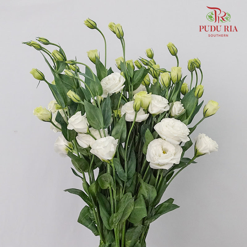 Eustoma White (12-15 Stems) - Pudu Ria Florist Southern
