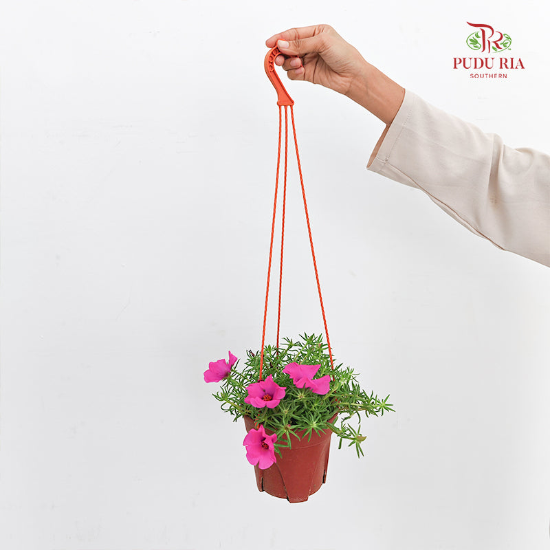 Portulaca Grandiflora (Japanese Rose)