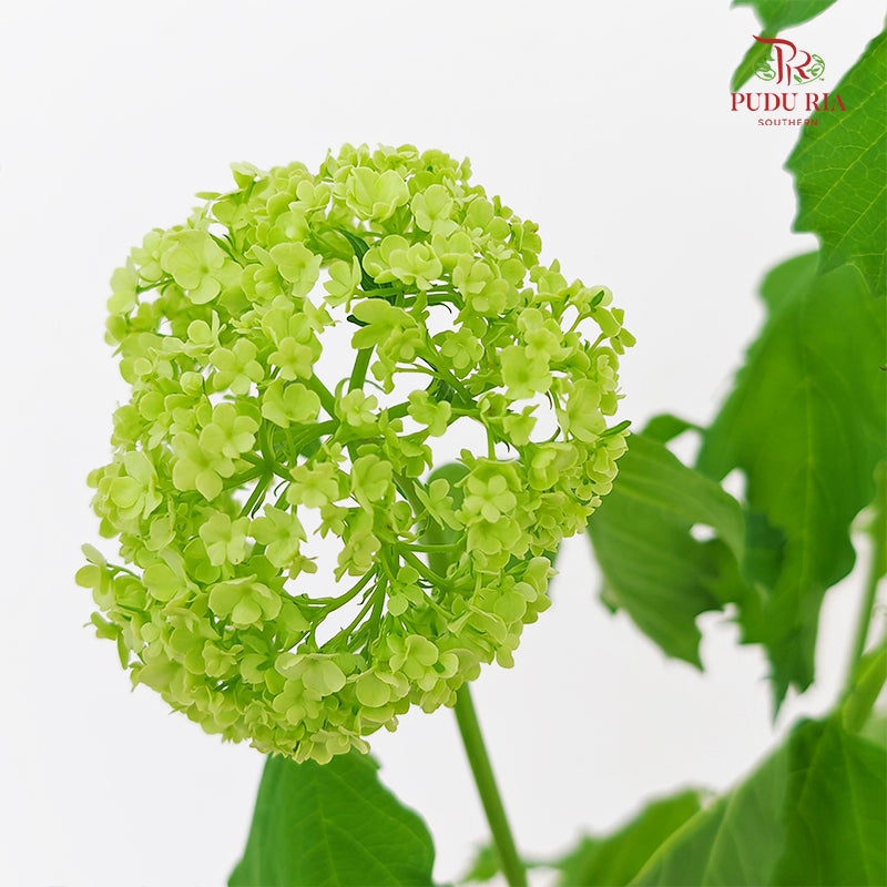 Viburnum - (Per Stem)