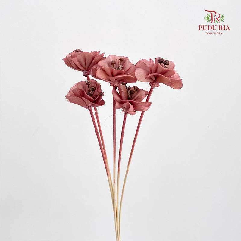 Dry Small Pomegranate Flower - Light Brown