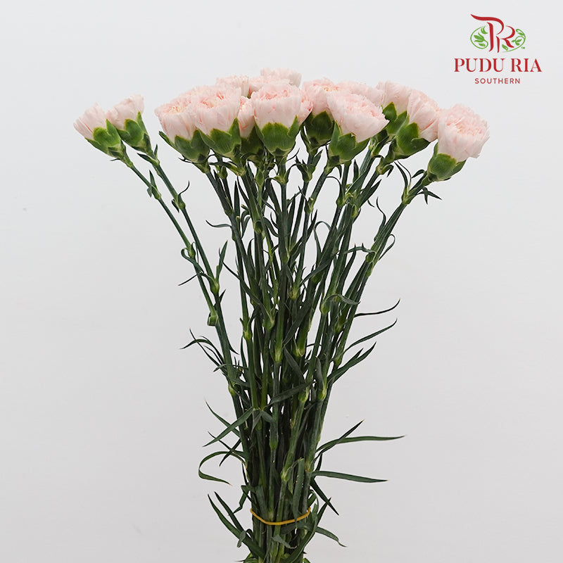 Carnation Liu Guang 流光康乃馨- (18-20 Stems)