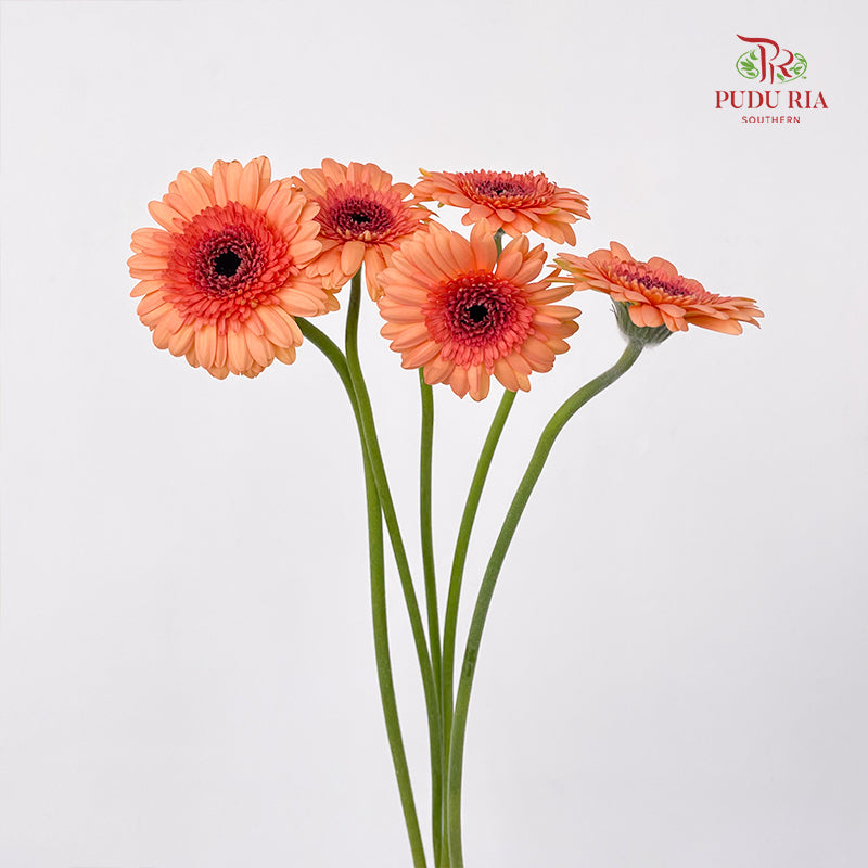 Gerbera Mini Oreo - (5 Stems)