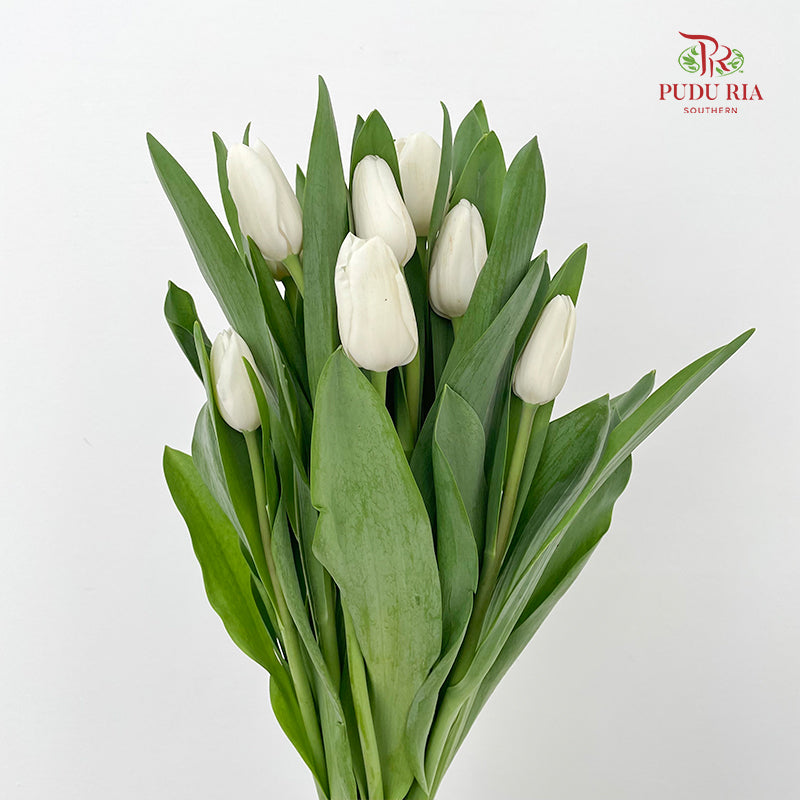 Tulip White - (8-10 Stems)