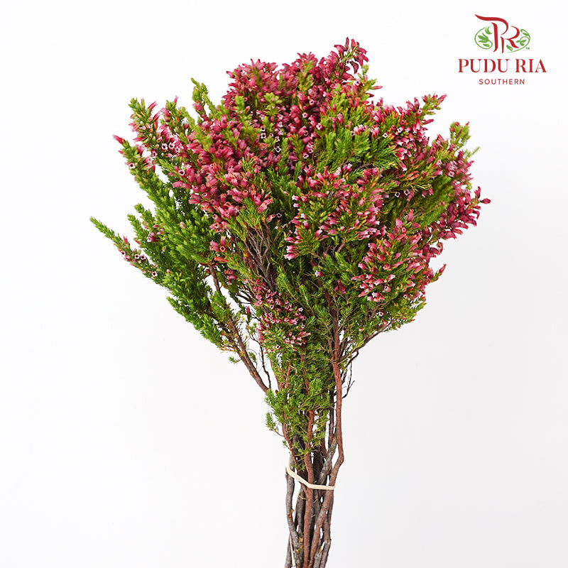 Erica Dark Pink - (Per Bundle)