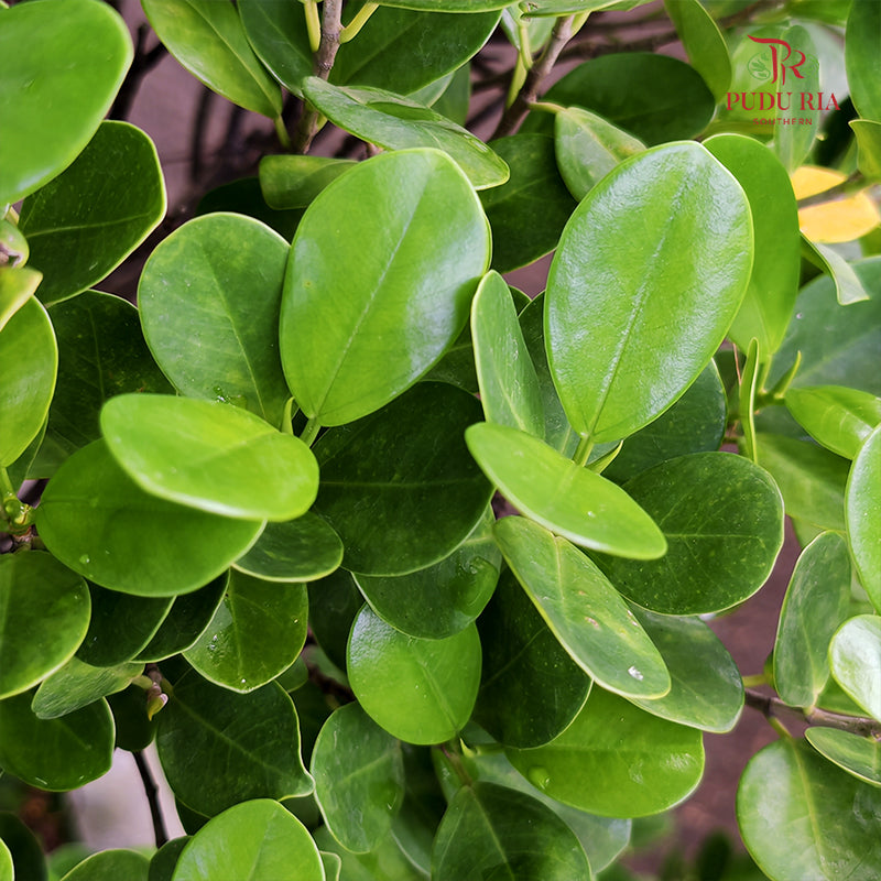 Ficus Microcarpa 5ft