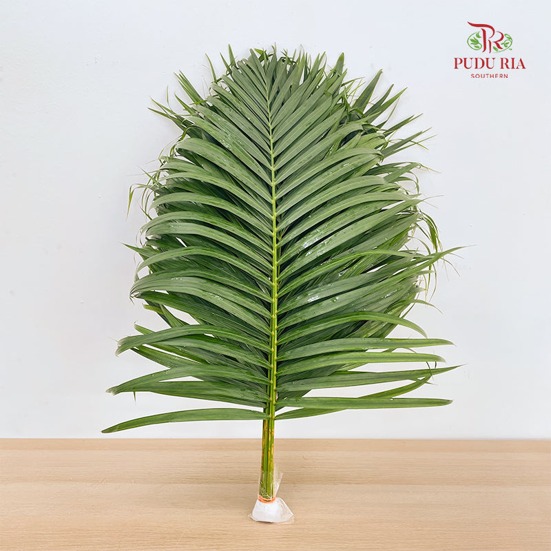 Yellow Palm Leaf 棕榈叶 (L) - (10 Stems)