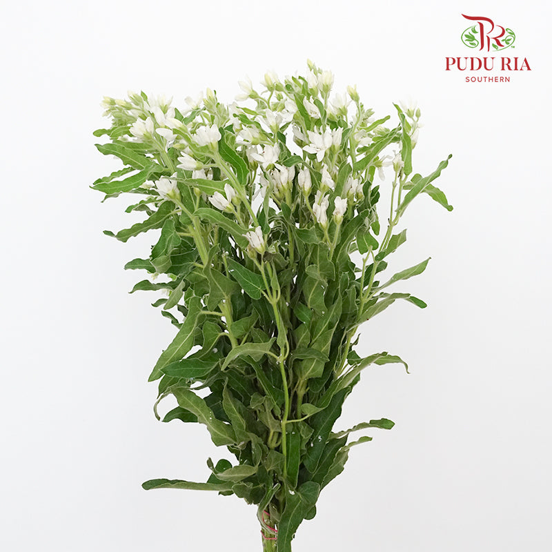 Oxypetalum White - (Per Bunch) - Pudu Ria Florist Southern