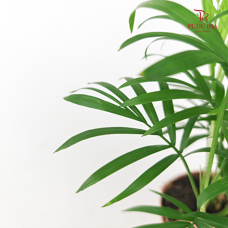 Bamboo Palm (Dracaena Sanderana)