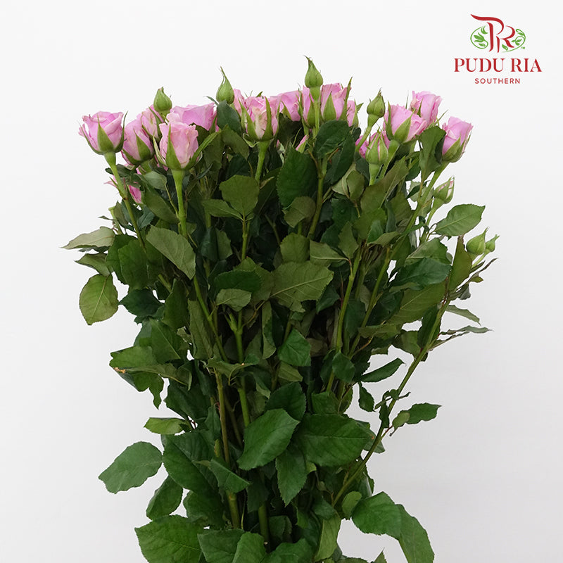 Rose Spray Nola (8-10 Stems) - Pudu Ria Florist Southern