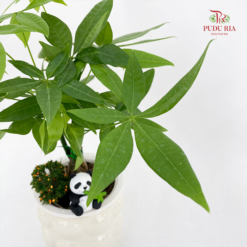 CNY26 Hydroponic Pachira Aquatica