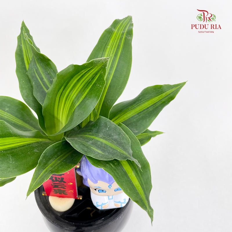 CNY26 Hydroponic Dracaena Ao Bing