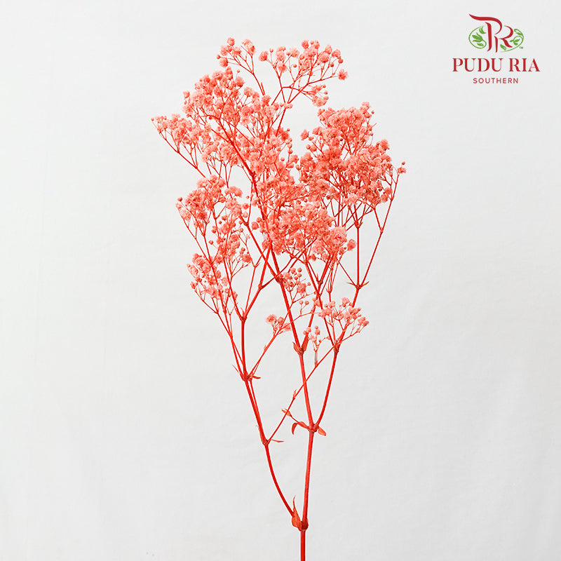Preservative Baby Breath - Coral