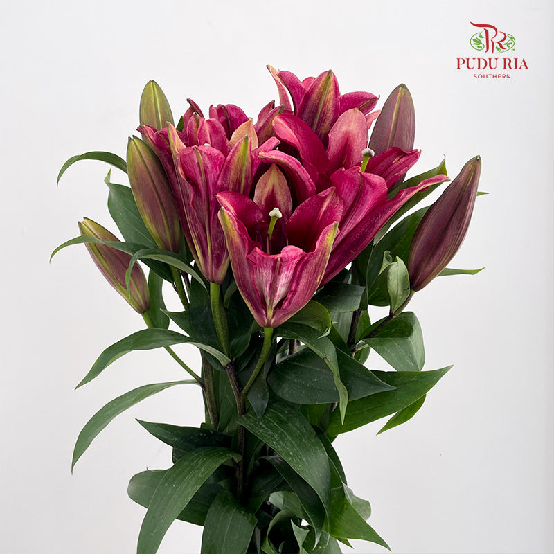 Lily Red - (5 Stems)