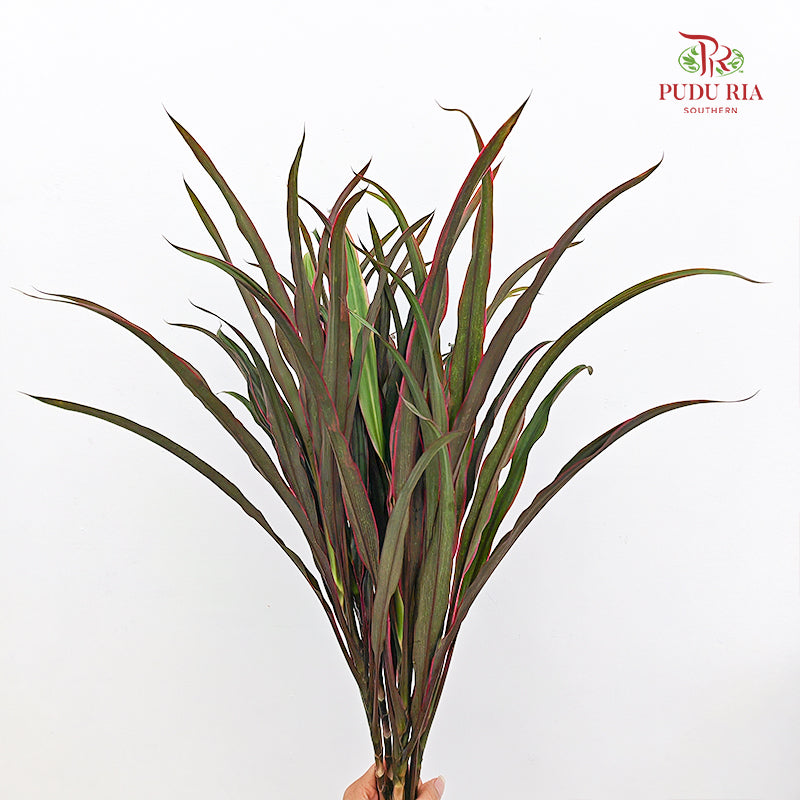Chicken Tail Leaf 鸡尾叶 - (5 Stems)