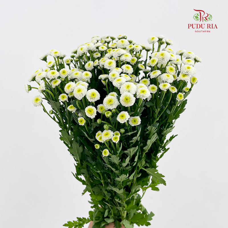 Chrysanthemum Santini / Calimero Mini Button White