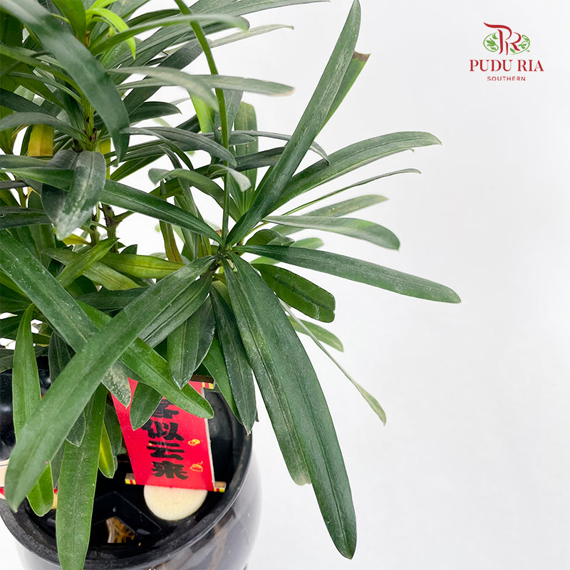 CNY26 Hydro Podocarpus Nezha