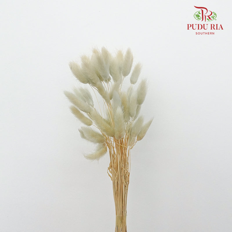 Dry Lagurus (Bunny Tails) - Light Taupe - Pudu Ria Florist Southern