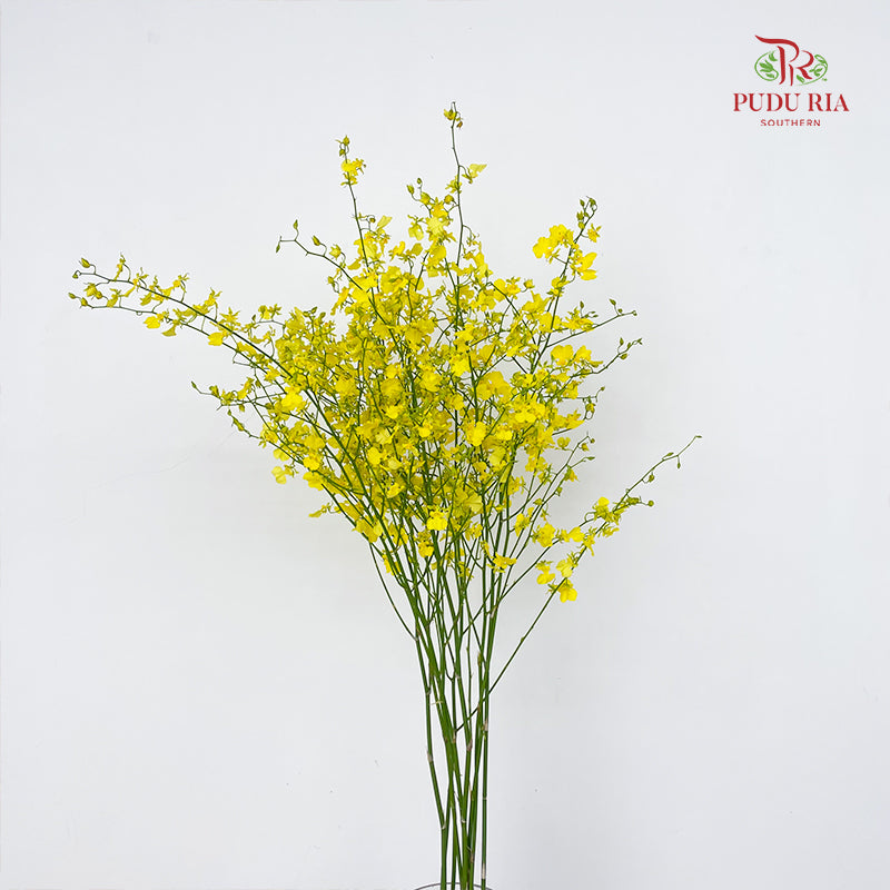 Dancing Lady Yellow Lips (XL) - (Per Bundle)