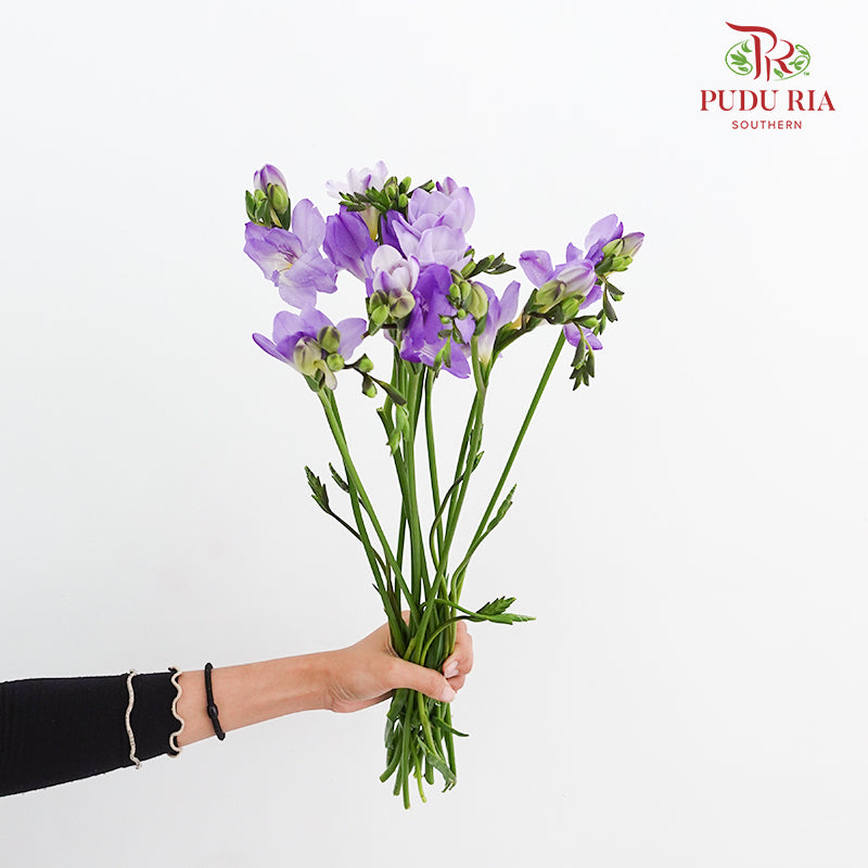 Freesia Purple - (5 Stems)