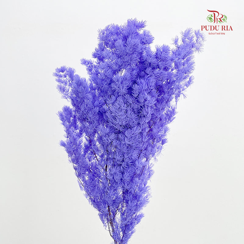 Preservative Asparagus Fern Purple