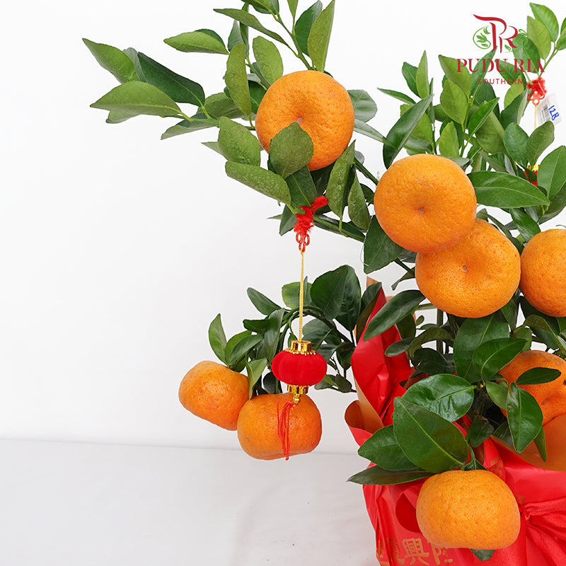 CNY Potted Plant Arrangement 2024#87