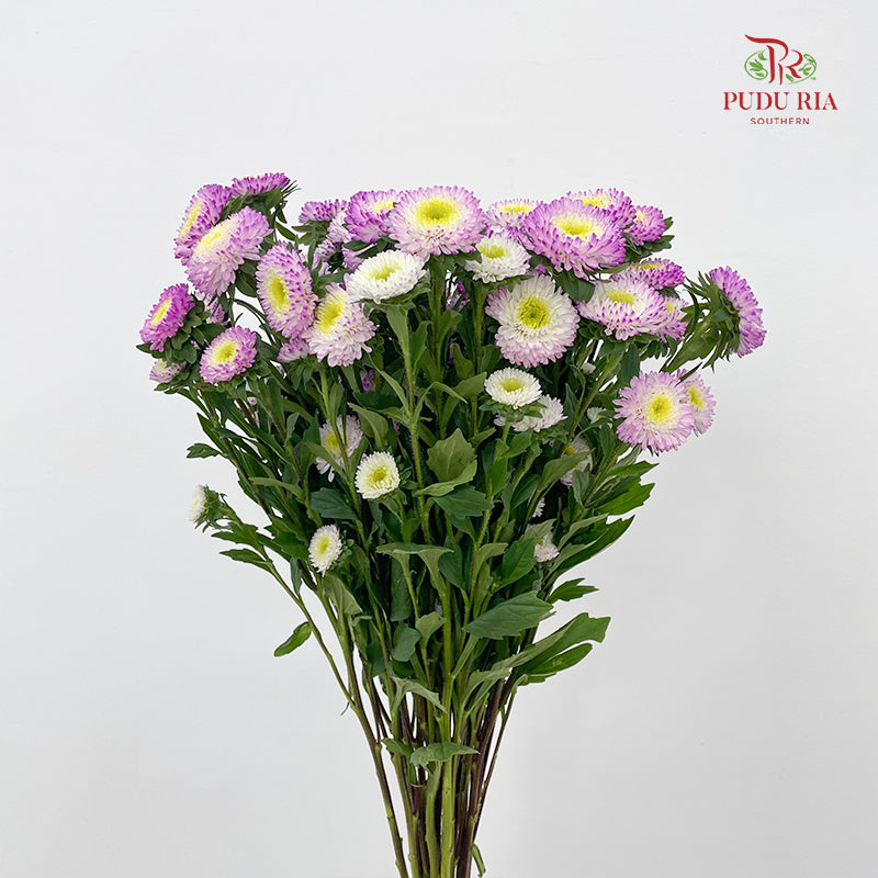 Aster 翠菊 Soft Purple - (Per Bundle)