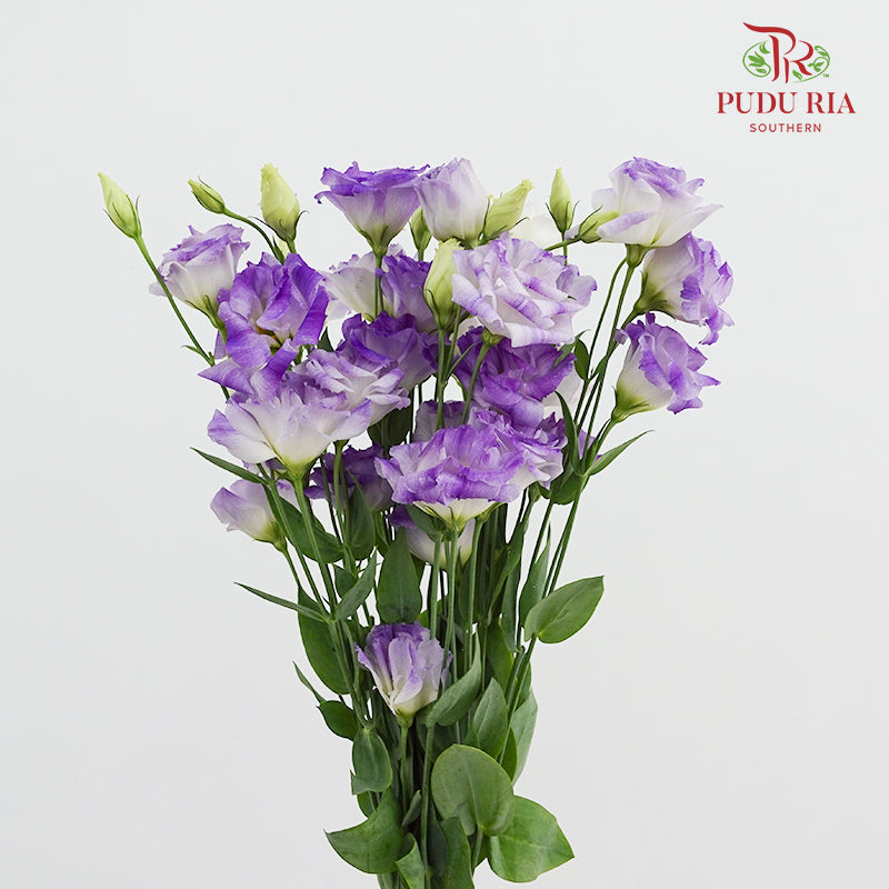 Eustoma Wave Purple - (12-15 Stems)