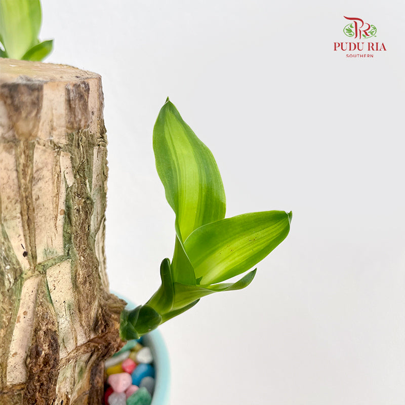 Dracaena Tree Head With Pot (7-8CM)