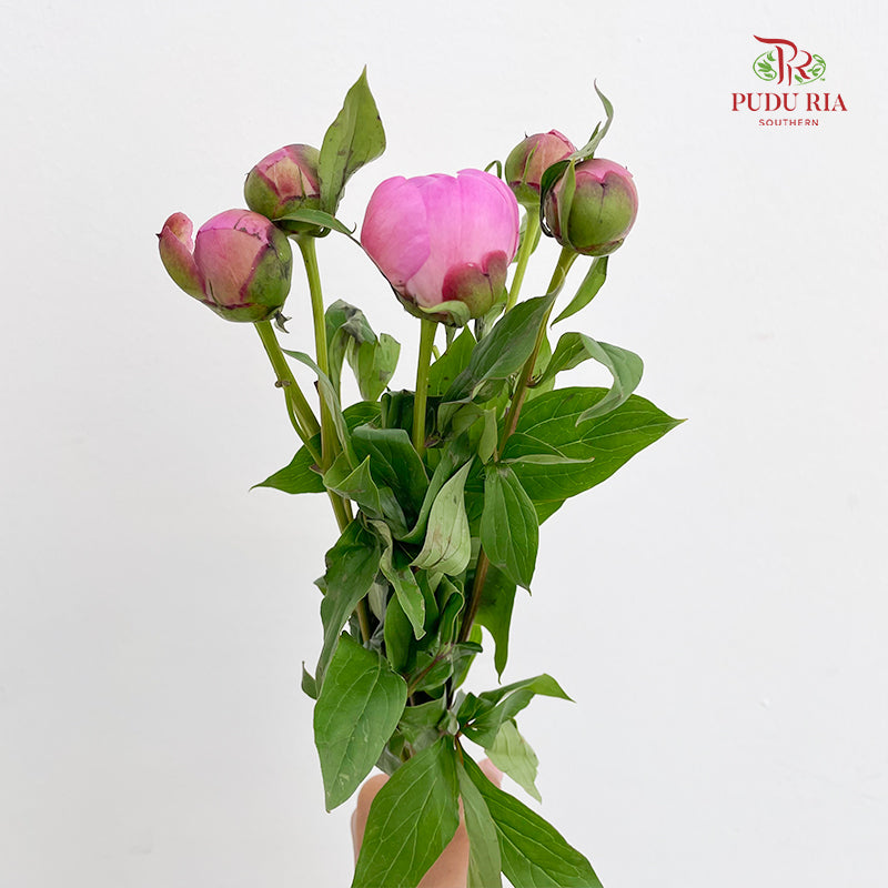 Peony Si Chuan Pink - (5 Stems)