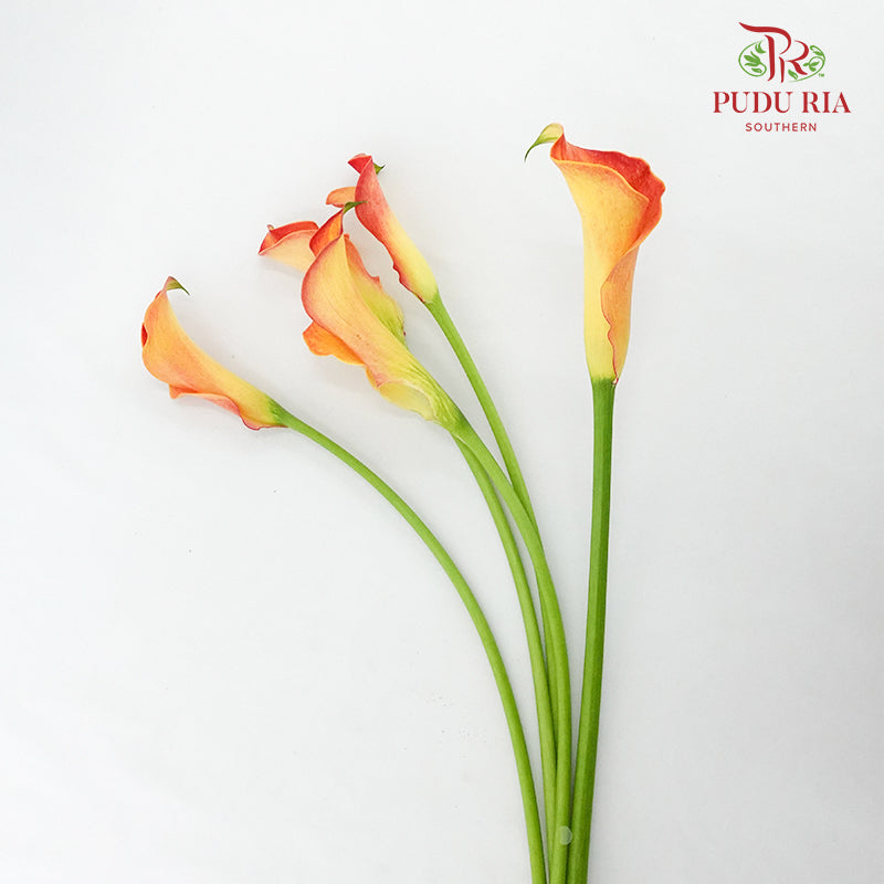 Calla Lily Orange - 5 Stems - Pudu Ria Florist Southern