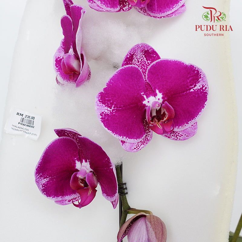 Phalaenopsis Orchid Spots Purple Premium Big Single Stem
