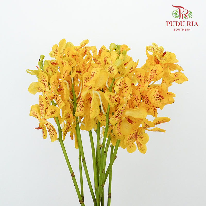 Mokara Orchid Yellow / 10 Stems - Pudu Ria Florist Southern