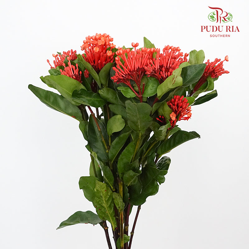 Ixora Orange - Pudu Ria Florist Southern