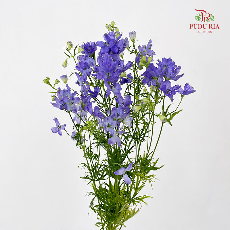 Delphinium Grandiflorum Purple - (2 Stems)