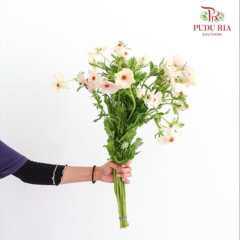 Ranunculus Butterfly Cream - (8 - 10 Stems)