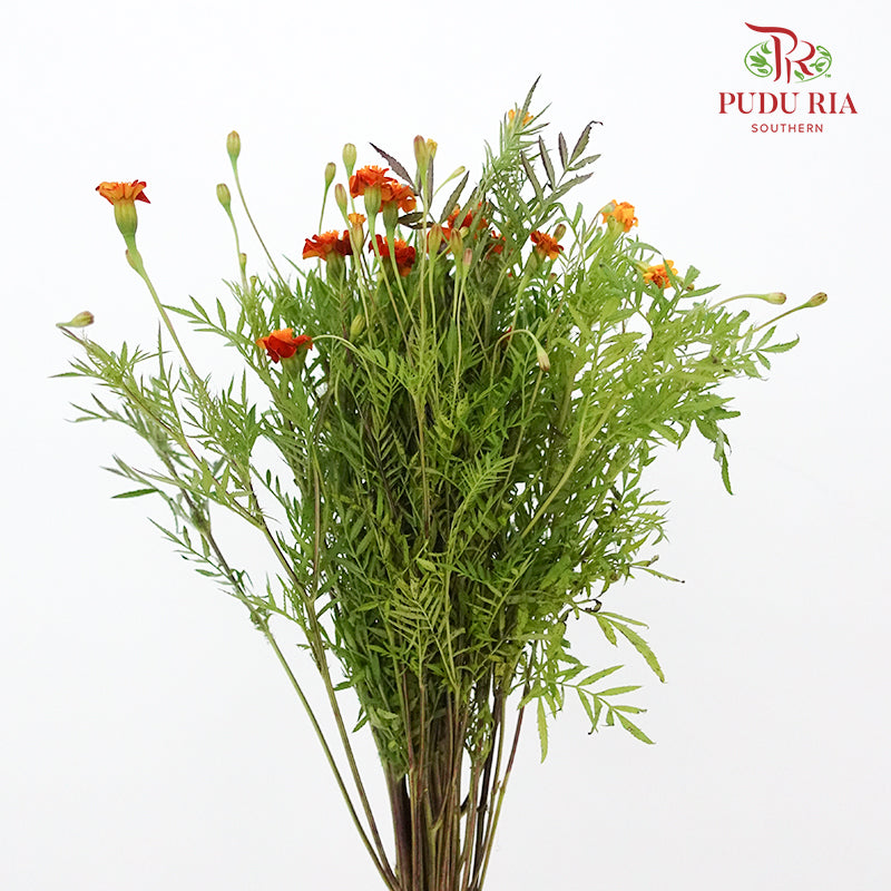 Starfire Mix marigold - Pudu Ria Florist Southern