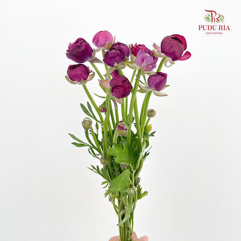 Ranunculus Dark Purple - (8 - 10 Stems)