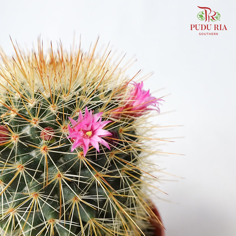 Cactus Mix 4 - Pudu Ria Florist Southern