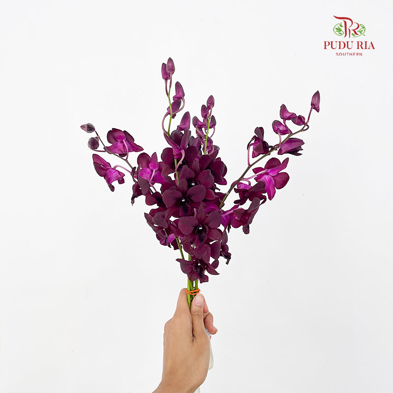 Dendrobium Orchid Dark Purple (M) - (5 Stems)