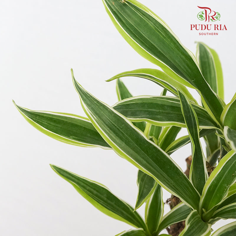 Dracaena Lemon Lime Tree (L)