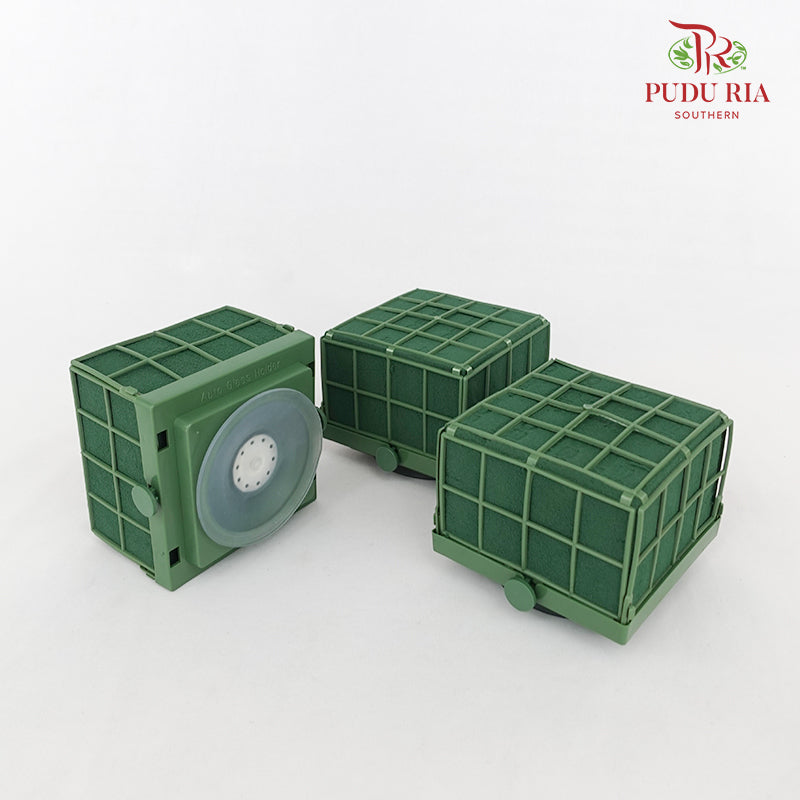 Oasis - Domino Auto Corso (3 Pcs)