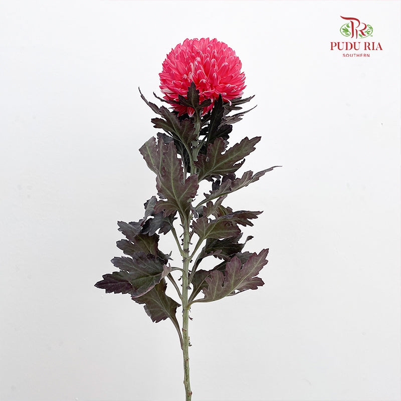 Peony Chrysanthemum Dyed Dark Pink - (5 Stems)