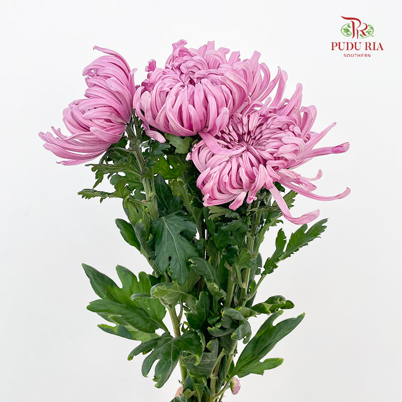 Chrysanthemum Jeweled - (5 Stems)