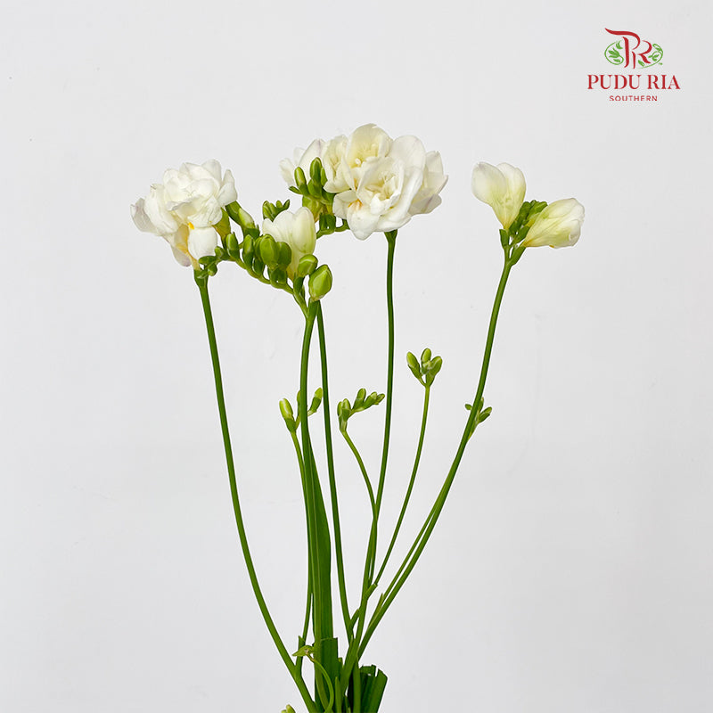 Freesia White - (5 Stems)