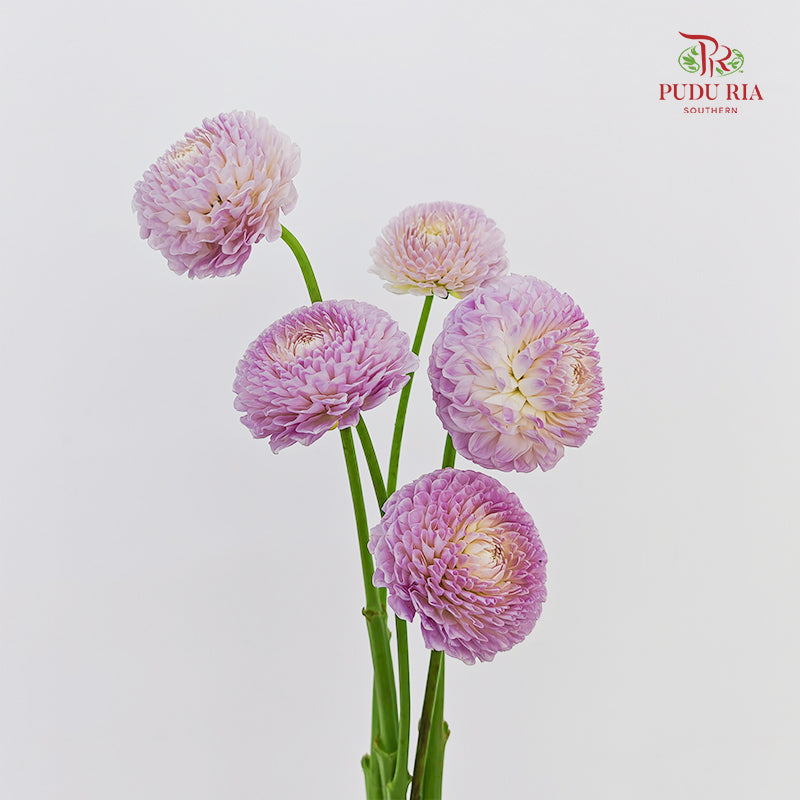 Dahlia Hybrida Megan Dean 梅根迪安大理花 - 5 Stems