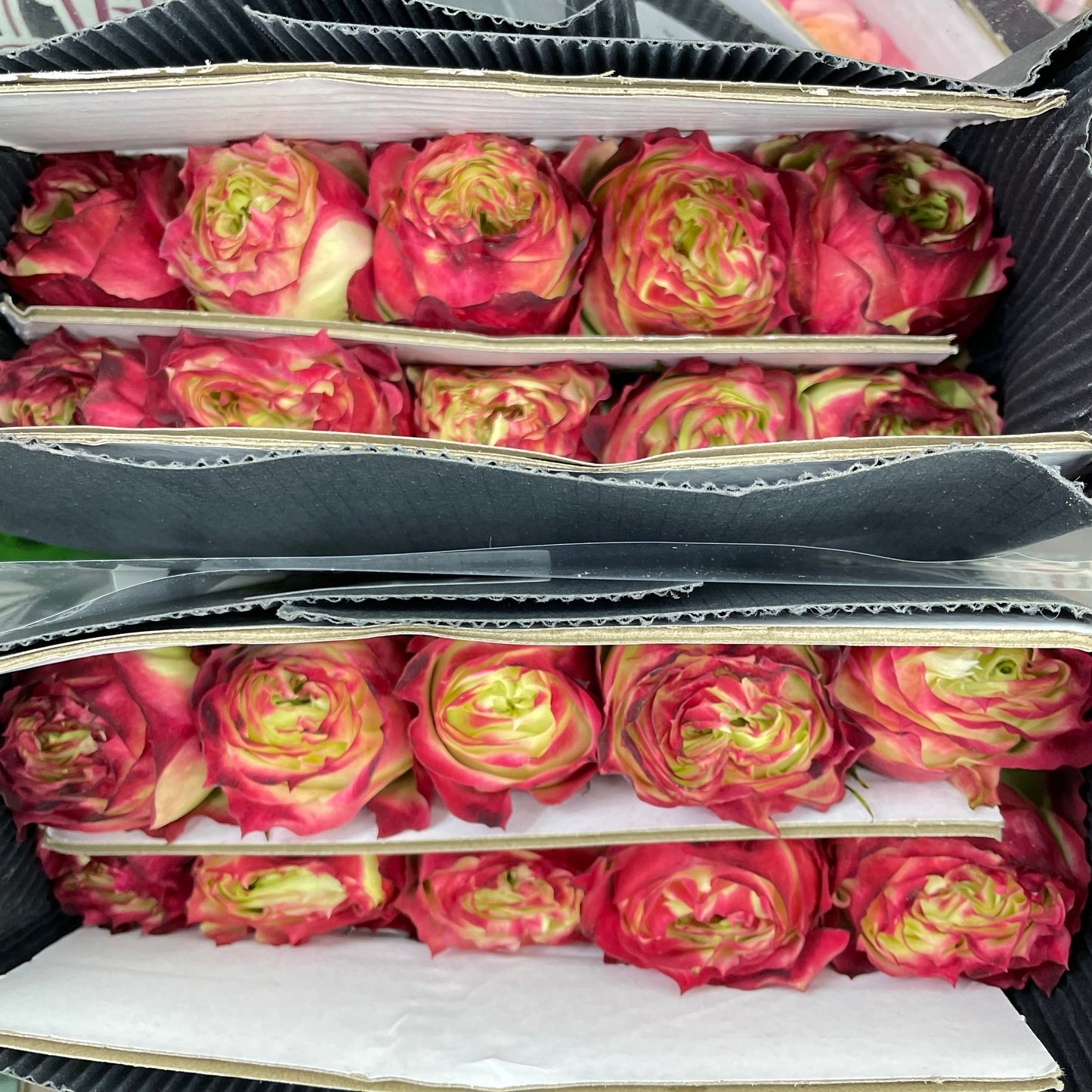 Rose Green Apple Jam - (8-10 Stems)