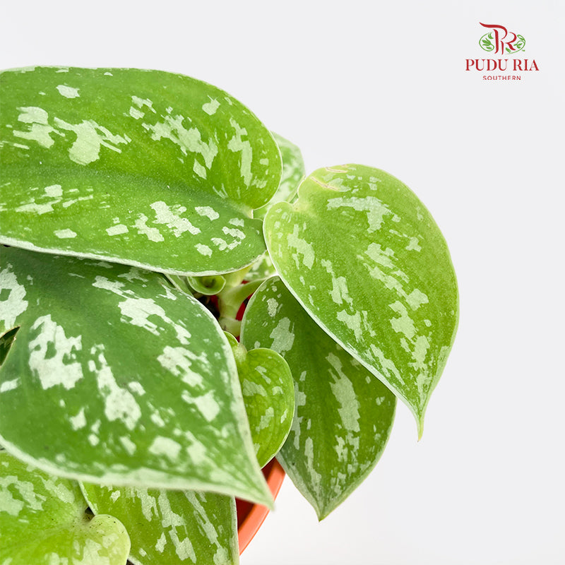 Scindapsus Moonshine