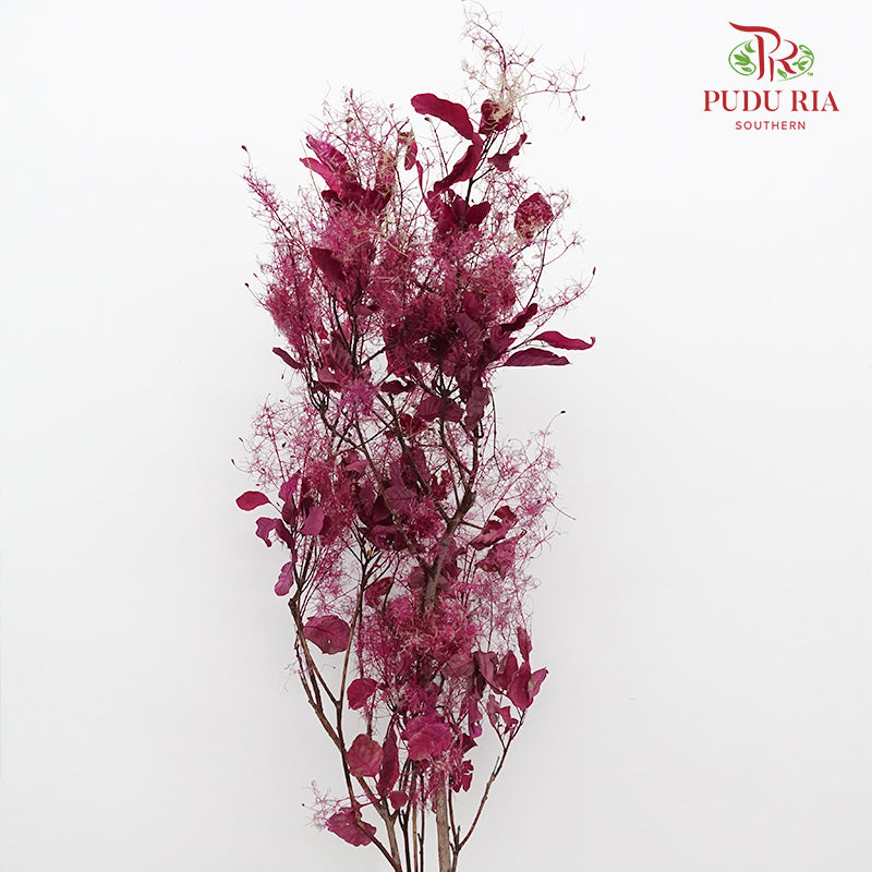 Dry Cotinus Magenta - Pudu Ria Florist Southern
