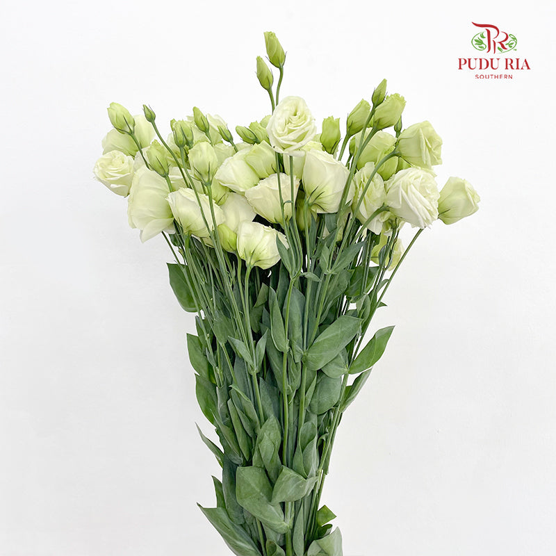 Eustoma Light Green - (12-15 Stems)