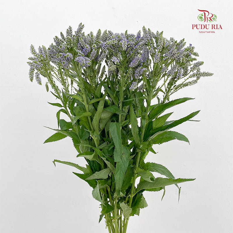 Veronica Spray Light Purple - (Per Bundle)